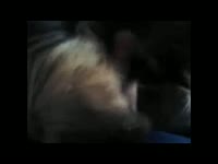 Dog giving blowjob at the dark